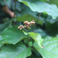 Clerodendrum splendens G.Don